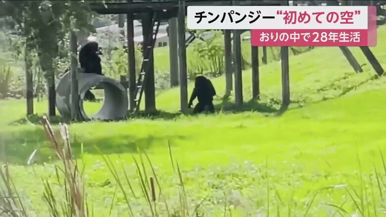 いまは、ほかのチンパンジーと楽しく暮らしているというバニラ