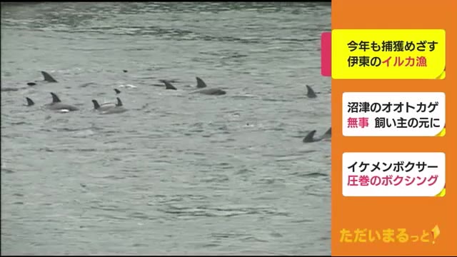 イルカの追い込み漁 今年も解禁へ 去年は解禁も行われず 静岡・伊東市