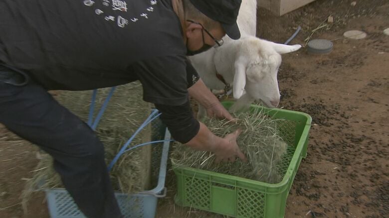 ヤギに餌をあげる安部さん