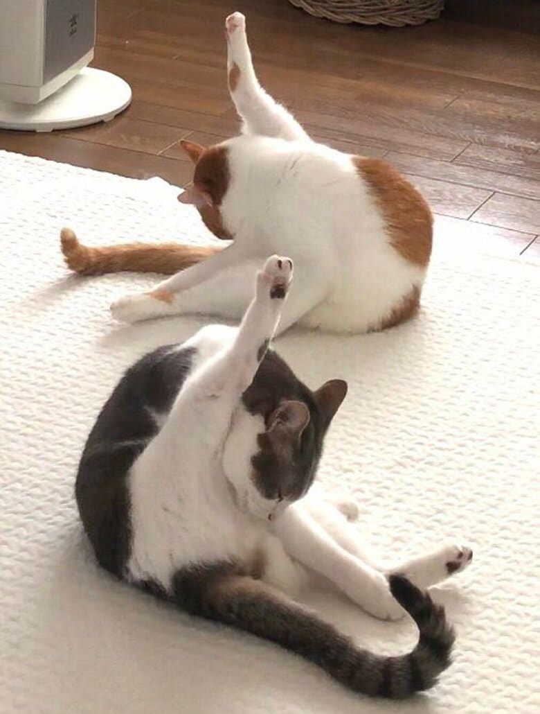 後ろ足を上に伸ばす姿がシンクロ