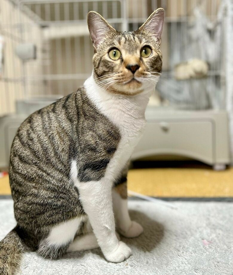 普段から見つめてくるというコテツくん