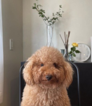 提供：ピン太郎ママさん