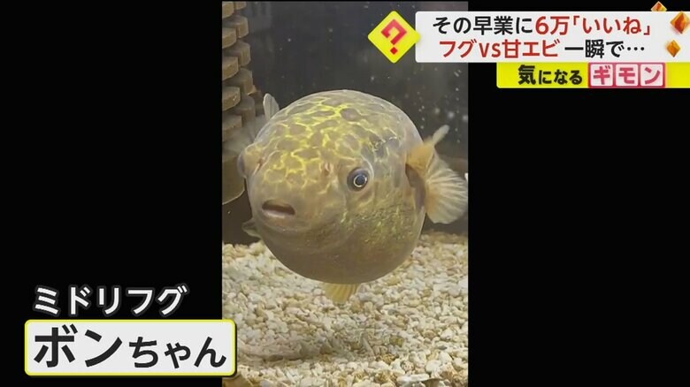 早業を披露したミドリフグのボンちゃん