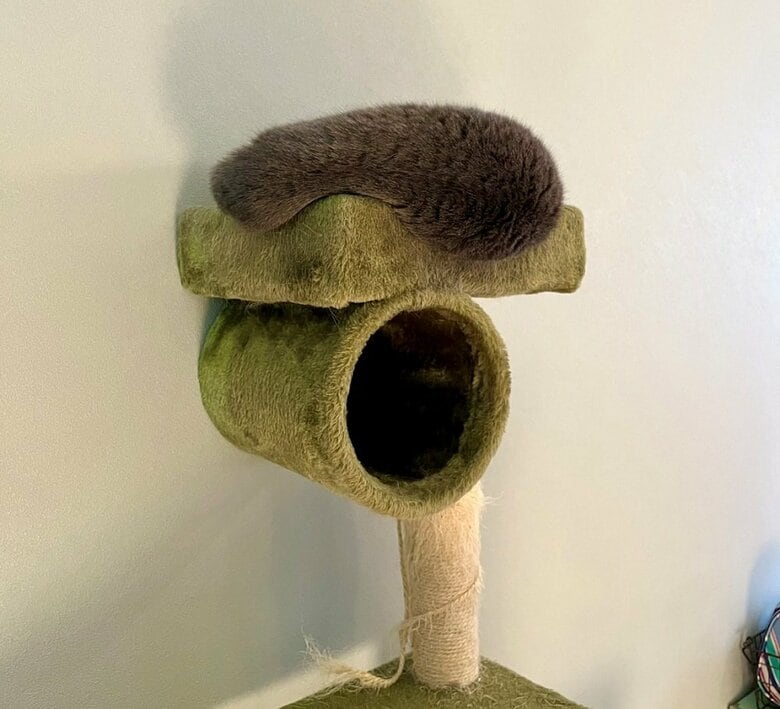 キャットタワーの上にあるモフモフの塊