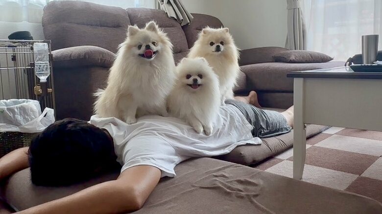 左からクララちゃん・長女のメルちゃん・マリンちゃん（提供：愉快な3姉妹ポメラニアンちゃんねるさん）