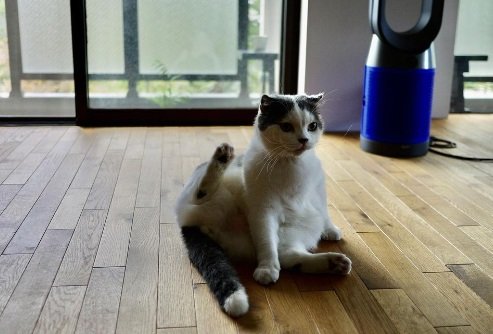 投稿の後日、元気そうに床でくつろぐオッタくん