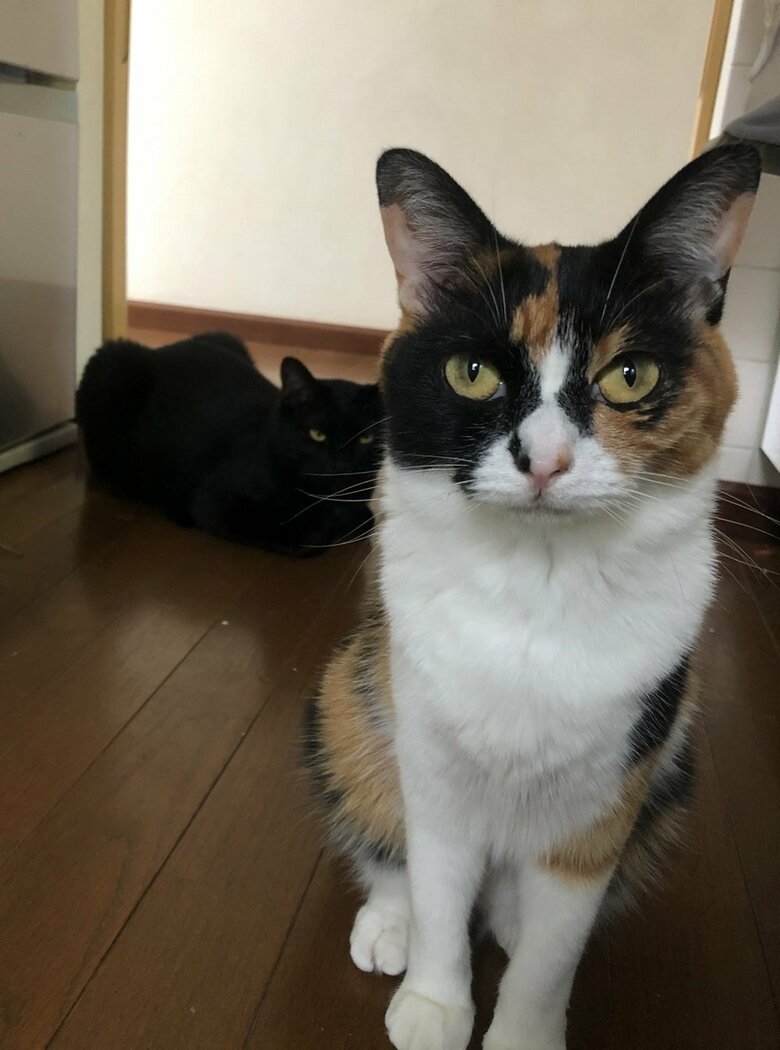 先住猫のナナちゃん