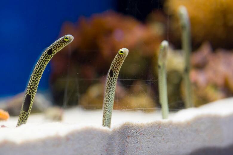 提供：沼津港深海水族館