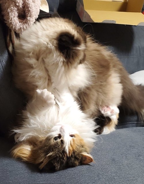 みっちゃんにはだいたい無視される…、でも力づくで近寄る（提供：ねぎまるさん）