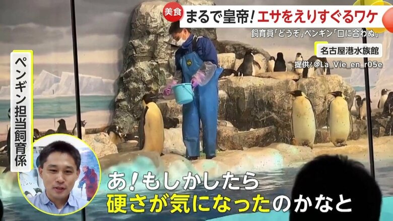魚の硬さが原因かもと推測する飼育員