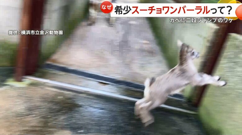 壁を使って2段ジャンプするユズ