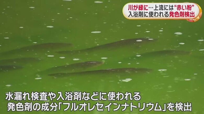 元気に泳ぐ魚たち