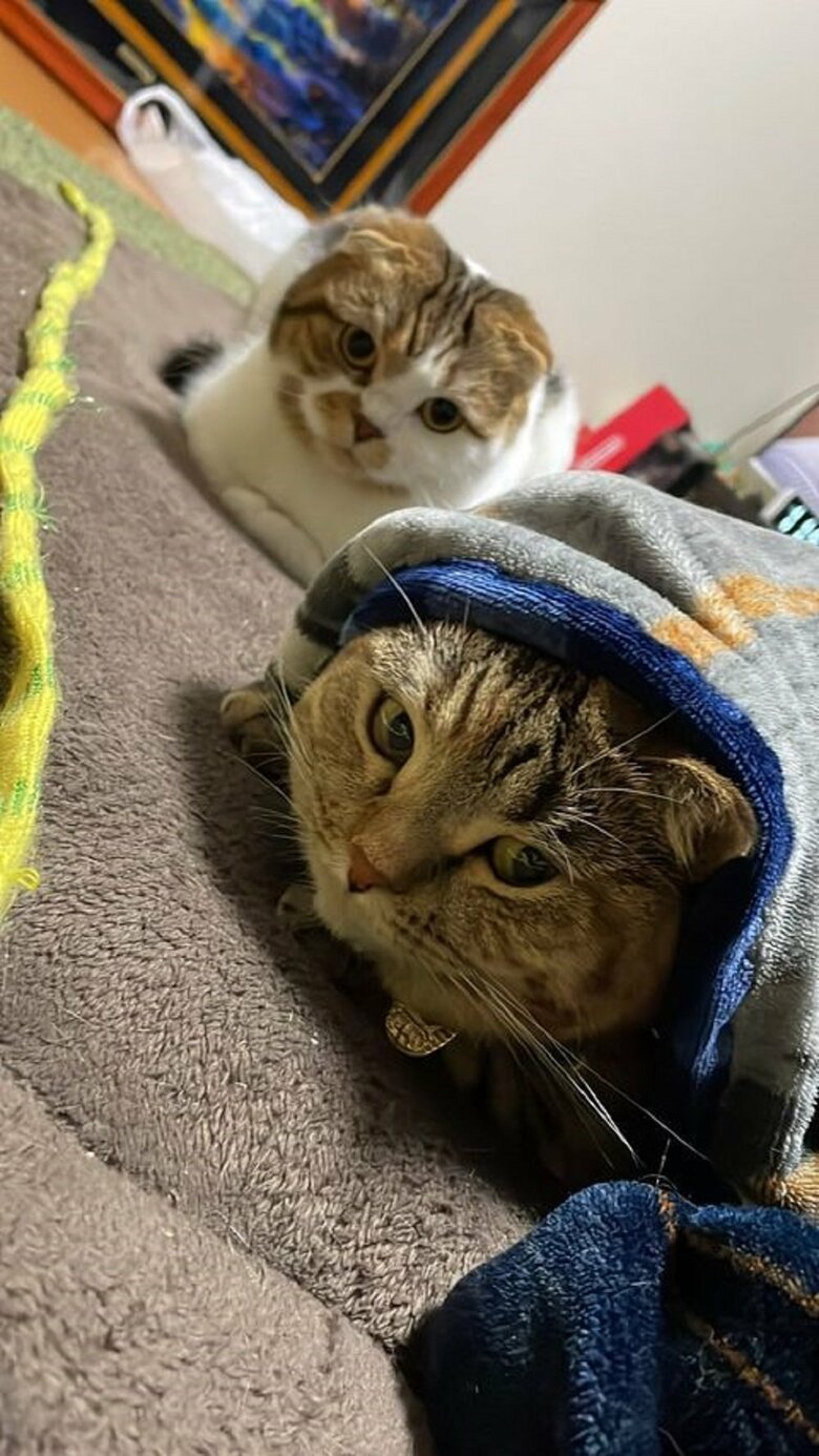 何？といいたげな2匹