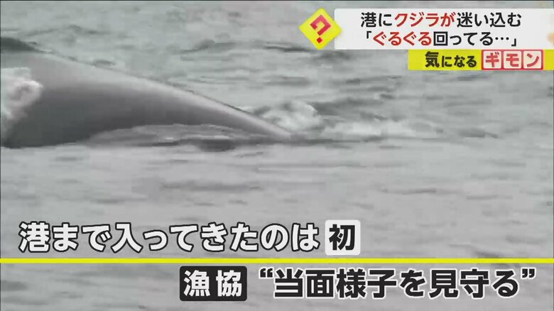 北海道釧路町の老者舞漁にクジラが迷い込んだのは初めてだという