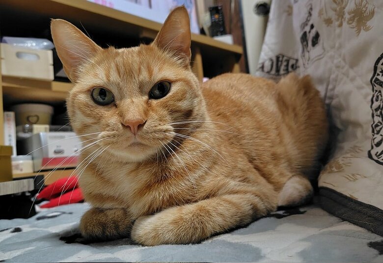 薄っぺらさは感じられない