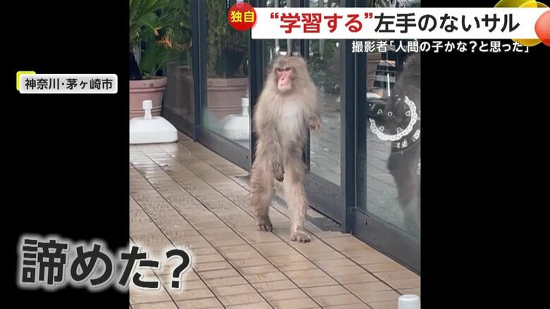 店の常連客のようにドアを開けようとしていた左手のないサル