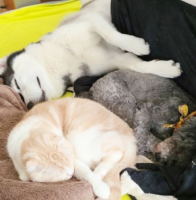 提供：犬と猫の親バカ日記さん