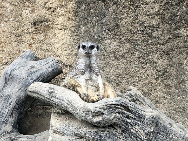 倒木の上でくつろぐ様子（提供：九十九島動植物園森きらら）