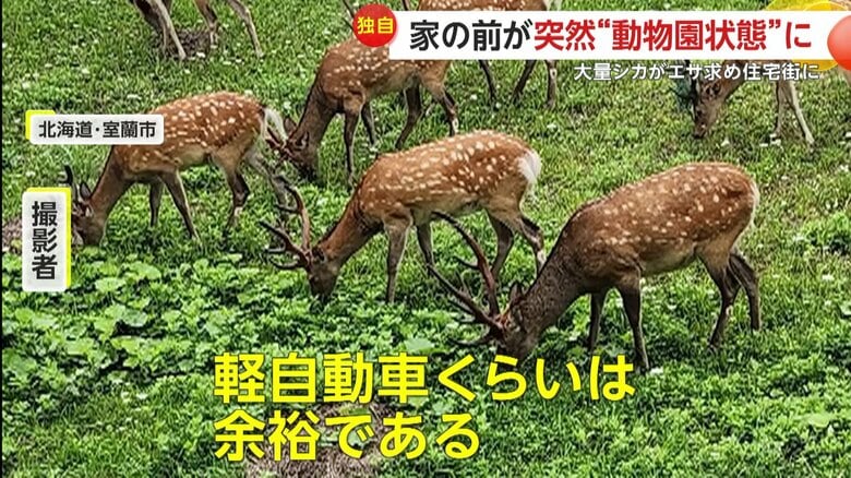 間近で見たシカの大きさにも驚いたという撮影者