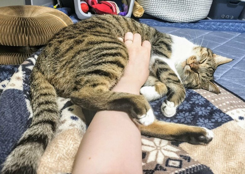 提供：猫のテトさん