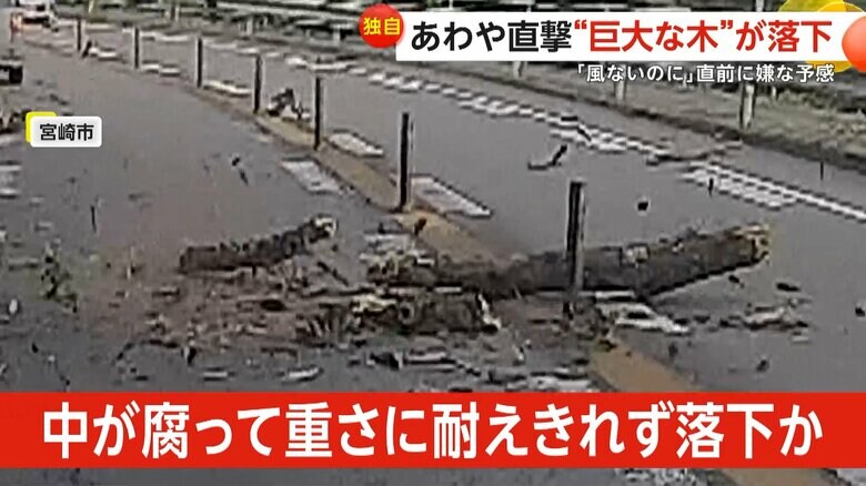 木の中が腐って重さに耐えられず落下したとみられている