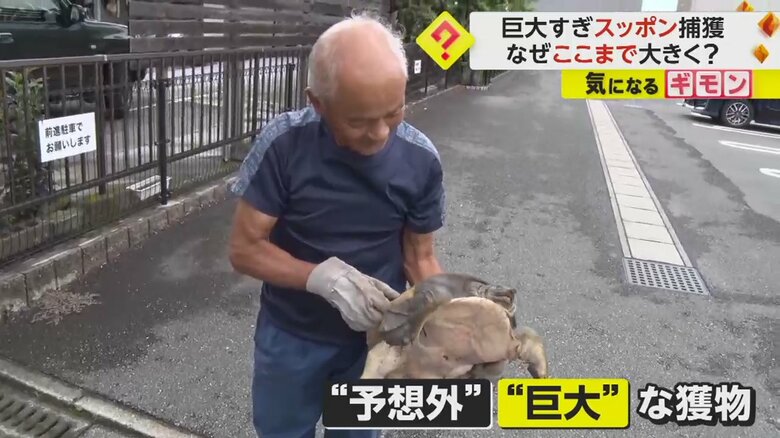 スッポンを発見した男性。カニを捕ろうとワナを仕掛けたところスッポンがかかったと話す