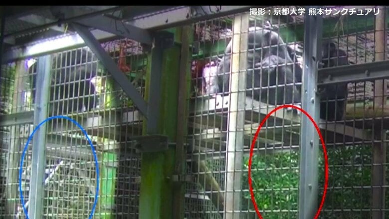 撮影：京都大学 熊本サンクチュアリ