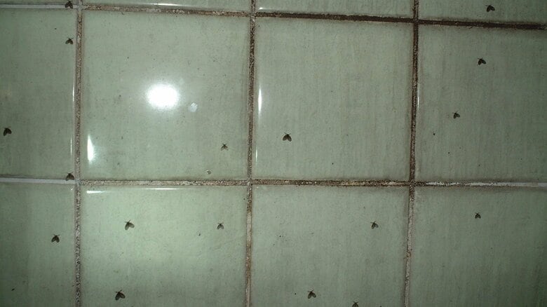 繁殖する可能性も（提供：株式会社シー・アイ・シー）