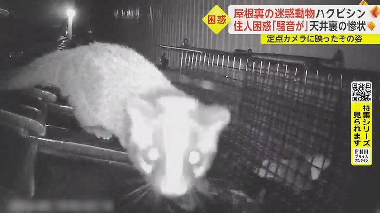 額から鼻にかけての特徴的な白いライン、ハクビシンだ