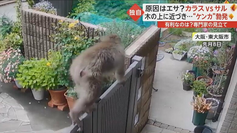 塀の上を歩いて向かったのは…