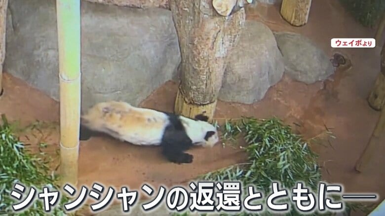 激やせしたと話題のヤーヤー