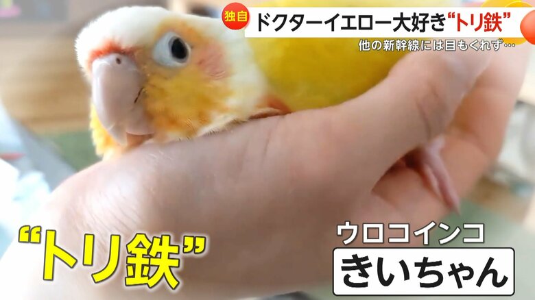 ドクターイエローが大好きなウロコインコの「きいちゃん」