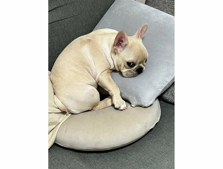 叱られている時（提供：みるくちゃん）