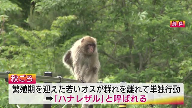 繁殖期を迎えた若いオスが群れを離れ単独行動