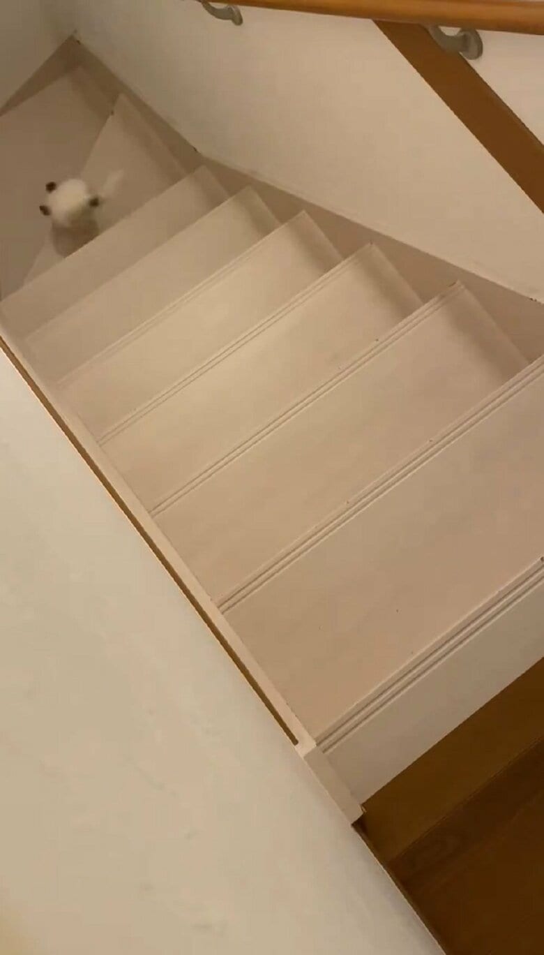 あっという間に下りきって、姿を消してしまった