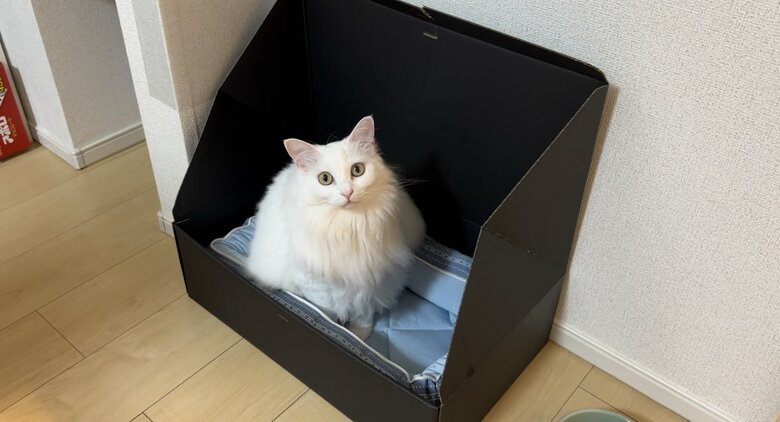 居心地がよさそう