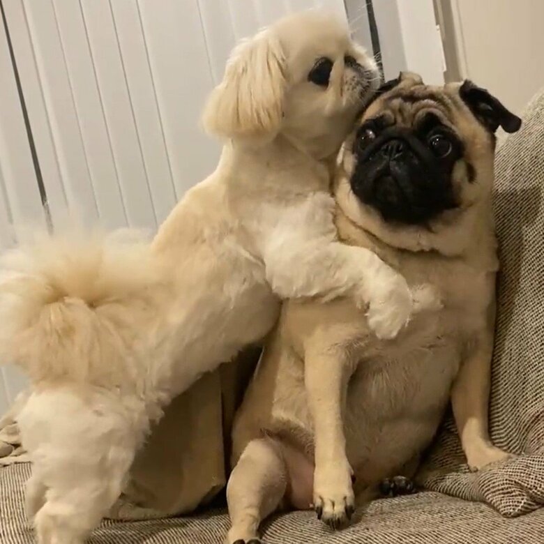 けんかの雰囲気を察する、横綱ちゃん