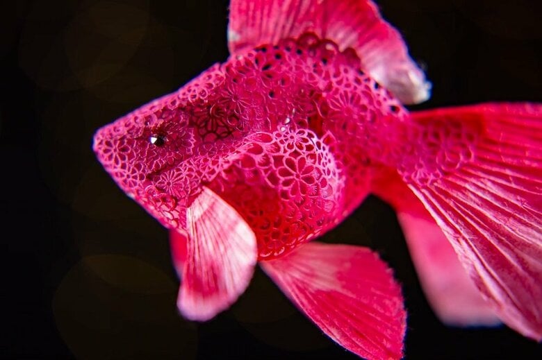 金魚”ルビー”　アップ