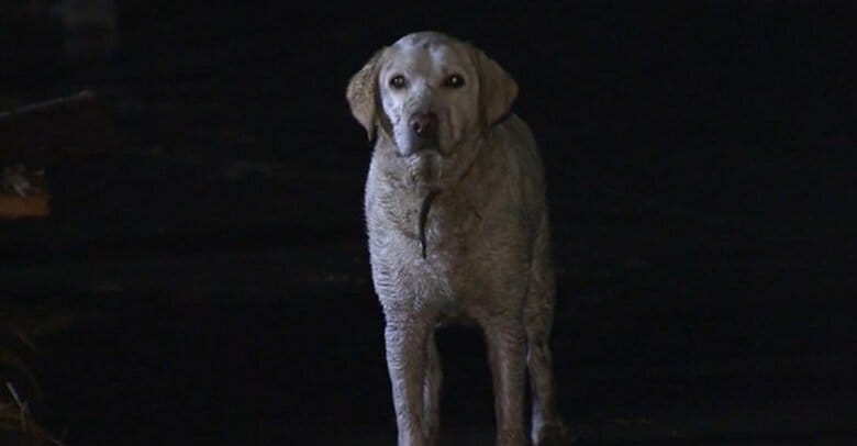 東日本大震災発生当時、被災地で飼い主とはぐれてしまったペット