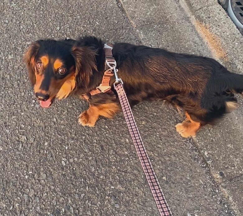 散歩を楽しんだみらいくん