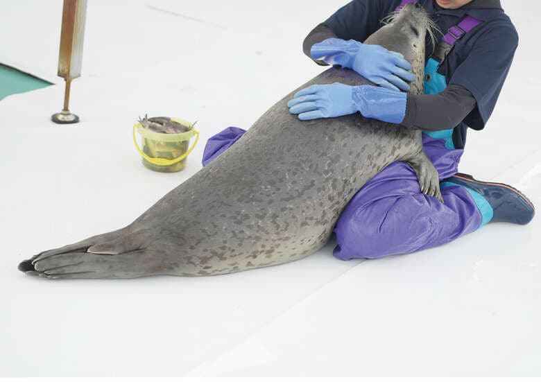 触れるために大切なのはアザラシとの信頼関係（『アザラシまるごとBOOK』より）