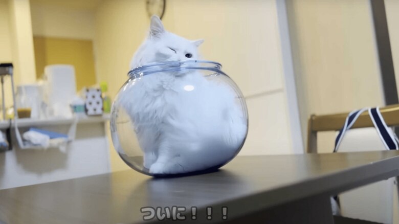 いったん頭を出し
