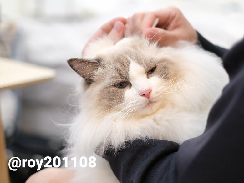 耳かき中（提供：ロイくん@roy201108さん）