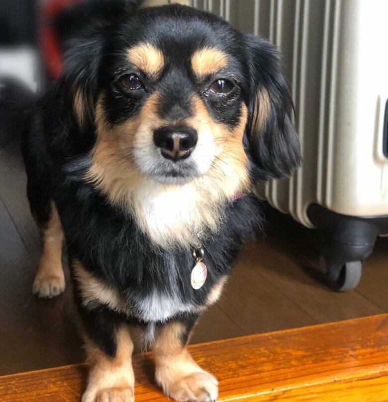 「お留守番」の言葉を聞くとこうなるという