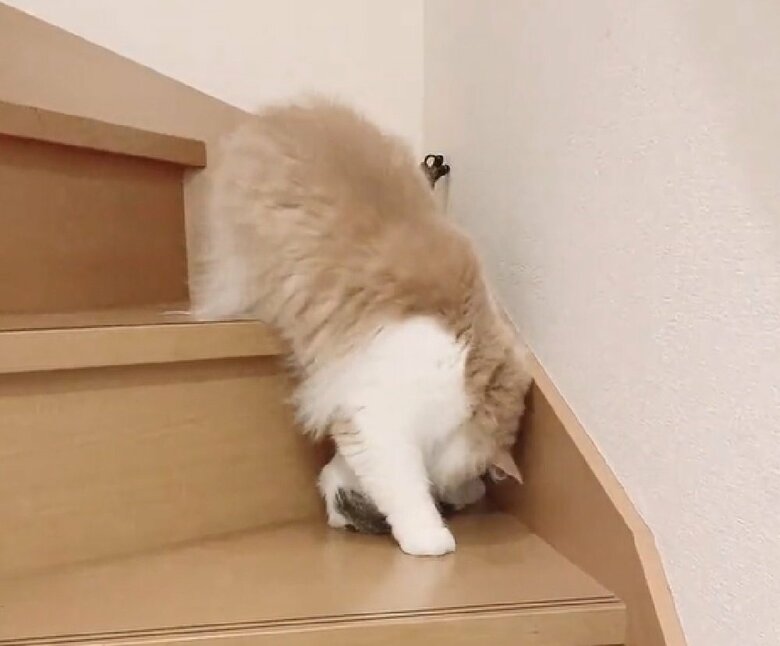 まゆちゃんは階段をおりて…