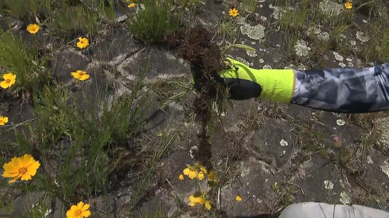 駆除のポイントは根元から引き抜くこと