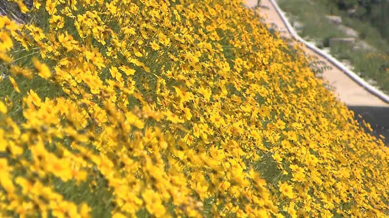 特定外来生物のオオキンケイギク