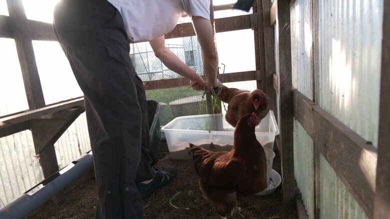 農泊では比内地鶏への餌やりなども体験できる