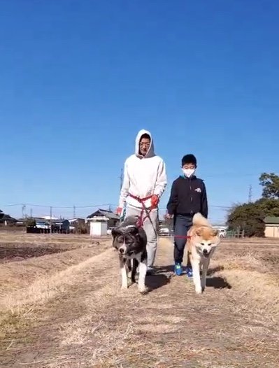 散歩中の杏ちゃんと蓮くん（提供：秋田犬 杏(あん)と蓮(れん)さん）