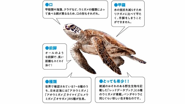 ウミガメの特徴